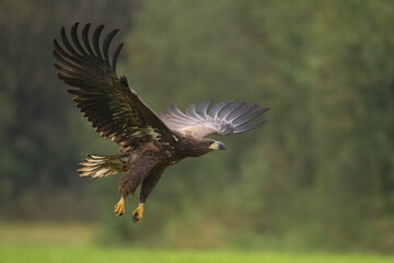 Majestic predator White-tailed eagle, Haliaeetus albicilla in Poland wild nature	