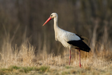 Bird White Stork Ciconia ciconia hunting time summer in Poland Europe
