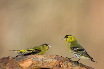 Bird Siskin Carduelis spinus male, small yellow bird, winter time in Poland Europe