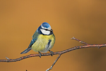 Bird - Blue Tit Cyanistes caeruleus perched on tree	