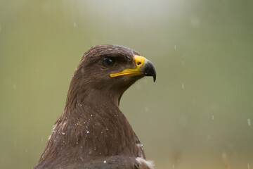 Birds of prey - Lesser Spotted Eagle Aquila pomarina	