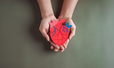 hands holding red heart anatomy donation paper cut, health care, organ donation, family life...