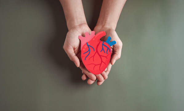 hands holding red heart anatomy donation paper cut, health care, organ donation, family life insurance, world heart day, world health day, praying concept