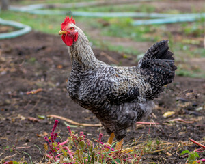 Bird chicken rooster