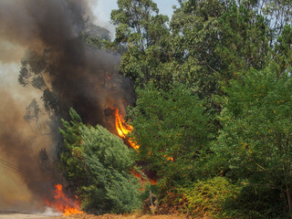 Incendio forestal. Humo, fuego, árboles. Concepto cambio climático. Galicia, España.