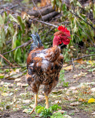 Bird chicken rooster