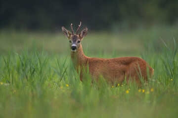 male roe deer Capreolus capreolus Majestic roe deer, capreolus capreolus, approaching on green meadow in spring. Male mammal with orange fur walking through grass