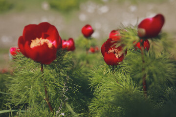 Obraz premium Wild tulips growing on a mountainside.