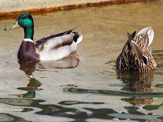 Pareja de Ánades reales (Anas platyrhynchos) nadando en un estanque. La hembra tiene la mitad del...