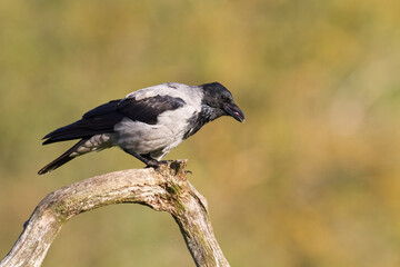 Bird - Hooded crow Corvus cornix in amazing warm background Poland Europe