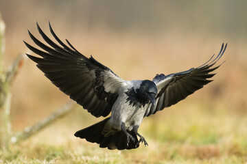 Bird - Hooded crow Corvus cornix in amazing warm background Poland Europe