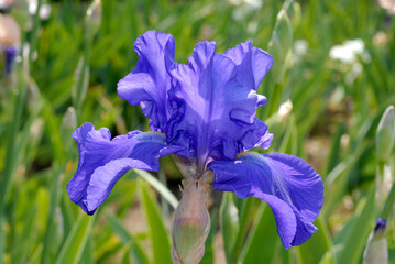 Iris, Grand iris, Iris germanica 'Conjuration'
