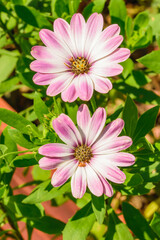 Różowo-białe Stokrotki afrykańskie kwitnące na słońcu wśród zieleni liści  © Paweł Kacperek