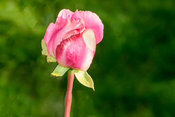 Różowa róża chinska kwitnąca w pełnym słońcu w ogrodzie domowym na zielonym tle 