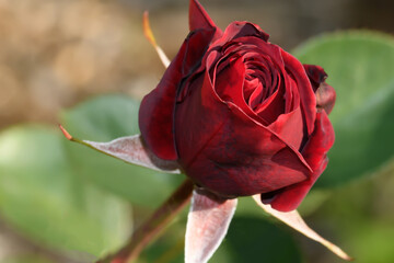 Czerwona róża kwitnąca w ogrodzie kwiat miłości 