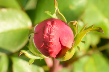Czerwona róża francuska przed rozkwitem na rzecz zielonych lisci