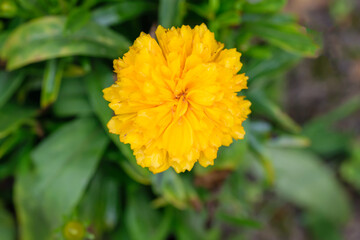 Żółta  aksamitka wzniesiona kwitnąca w ogrodzie na zielonym tle