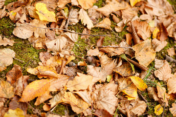 Oak leaves with acorns lie on the ground in autumn. Winter should start soon. Copy space