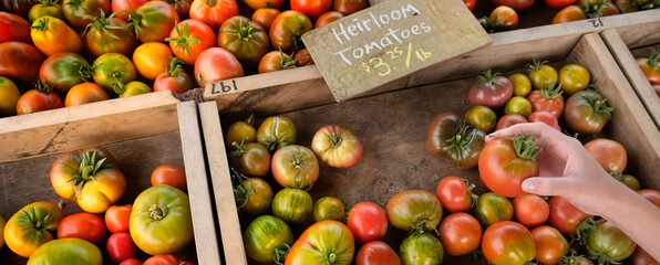 Hand Holding Fresh Ripe Tomato Heirloom Farmers Market Garden Produce