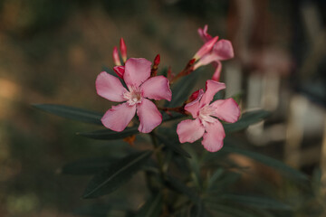 Oleander (Nerium oleander) at sunset. Oleandrer shrub pink color, sweet flower fragrance,...
