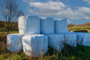 Obraz premium Wrapped straw bales. The bales are stacked in a meadow and covered with a tarpaulin against the rain.
