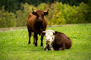 A young bull and a young spotted cow in a green grass field