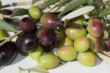 Aceitunas picual