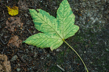 zielono-żółty liść na leśnej ścieżce