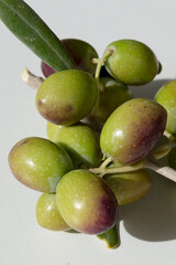 Aceitunas picual