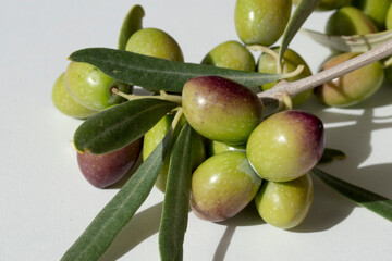 Aceitunas picual