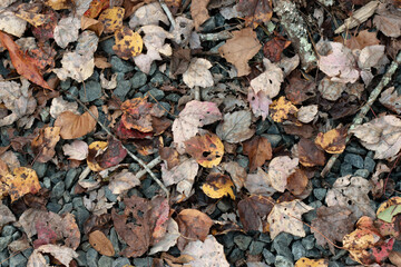 Leaves on hiking path