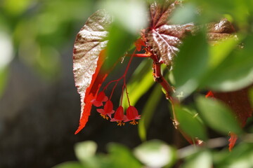 Croton flower