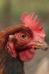 Chicken - rooster - chicken eye , chicken close up , chicken and rooster 