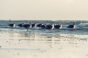 Herring gulls (Larus argentatus)  at the beach in the Netherlands, Ameland