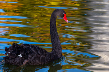 Red-billed black swan swimming in a pond. Large birds. Black feather birds. Swan in a pond.