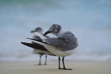 Seagull pruning its feathers on the beach