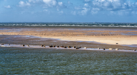 Grey and common seals resting on sand flats of Rif in tidal sea Waddensea, Netherlands