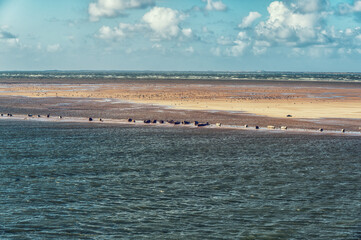 Grey and common seals resting on sand flats of Rif in tidal sea Waddensea, Netherlands