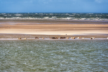Grey and common seals resting on sand flats of Rif in tidal sea Waddensea, Netherlands