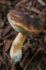 Boletus fibrillosus mushroom.