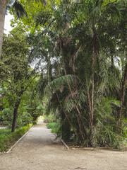 Park with green plants and palm trees. A sandy path for tourists and visitors with concrete edges under a blue sky.