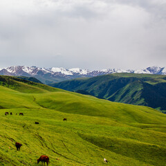 Obraz premium landscape in the summer