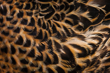 Feather Patterns