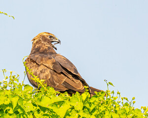 A Marsh harrier with open mouth and tounge looking back
