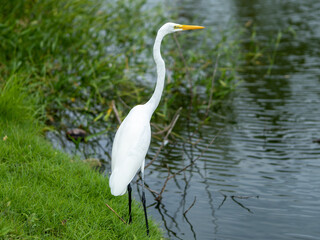 great white heron
