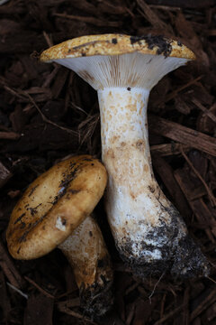 Lactarius scrobiculatus - spotted-stalked or pitted milk cap mushrooms.