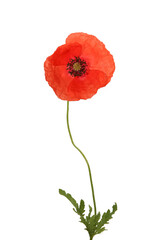 Obraz premium poppy flower on white background