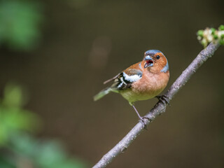 Common chaffinch, Fringilla coelebs, sits on a branch in spring on green background. Common chaffinch in wildlife.