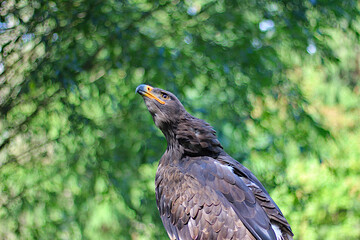 Goldener Adler, der sich umsieht. Ein majestätischer Goldadler sieht sich in seiner Umgebung um