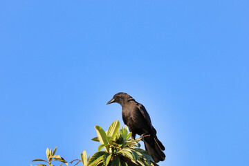 An American crow perched on a loquat tree branch.